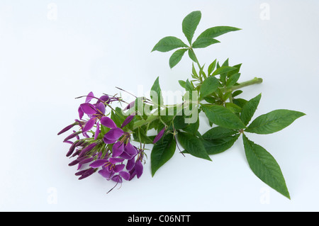 Spider-Anlage, Spinne Blume (Cleome Spinosa), blühenden Stengel. Studio Bild vor einem weißen Hintergrund. Stockfoto