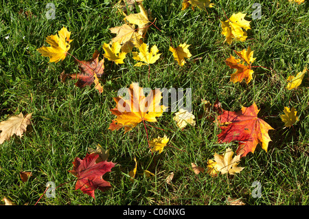 Spitz-Ahorn (Acer Platanoides), Herbstlaub auf dem Rasen. Stockfoto