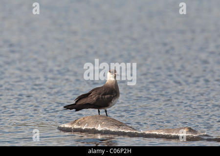 Arktisches Skua thront auf einem Felsen in einem Süßwasser-See Stockfoto