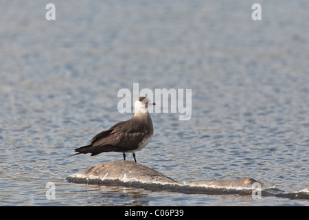 Arktisches Skua thront auf einem Felsen in einem Süßwasser-See Stockfoto