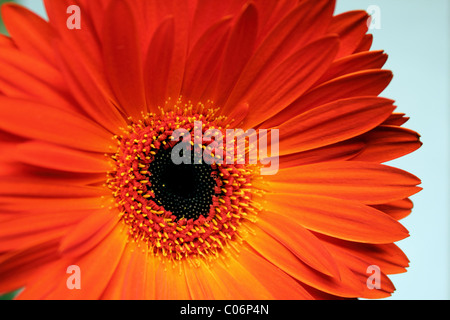 Dynamische Ernte einer einzigen roten Gerber Daisy Blume Stockfoto