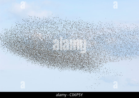 Europäischen Star (Sturnus Vulgaris), strömen in Massen fliegen. Stockfoto