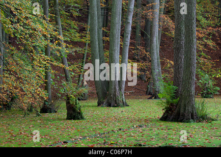Europäische Erle, Schwarzerle (Alnus Glutinosa) im Marschland, Nationalpark Jasmund, Rügen Insel, Mecklenburg-Vorpommern, Deutschland Stockfoto