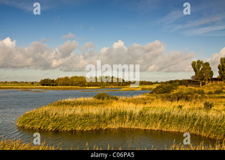 Röhricht auf Tennyson See Gibraltar Point Stockfoto