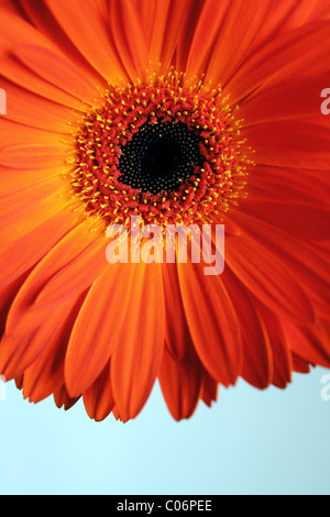 Dynamische beschnitten Schuss einer roten Gerber Daisy Blume Stockfoto