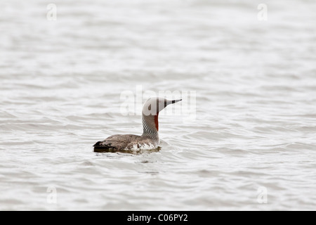 Red-throated Taucher schwimmen auf ein Süßwasser-See Stockfoto