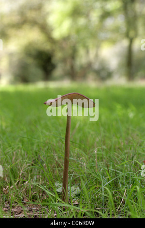 Schaft oder tiefe Wurzel Pilz, Xerula Radicata (Oudemansiella Radicata), Physalacriaceae Verwurzelung. Stockfoto