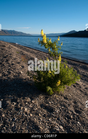 Gelber Busch Lupine Blüte an den Ufern des Lake Hawea in den südlichen Alpen von Neuseeland Eine Strauchlupine Blüht bin Ufer Stockfoto