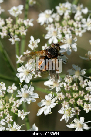 Tachinid Fly, Tachina Fera, Tachininae, Tachinidae, Diptera Aka Laus fliegen, Fieber fliegen, Tachnid auf Stängelpflanzen. Parasitische fliegen. Stockfoto