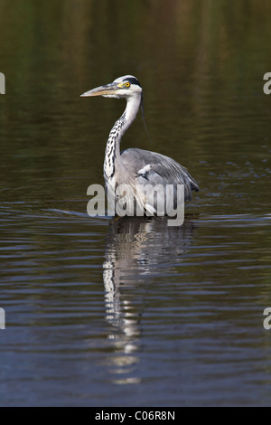 Graureiher stalking Beute in einem Süßwasser-Umfeld Stockfoto