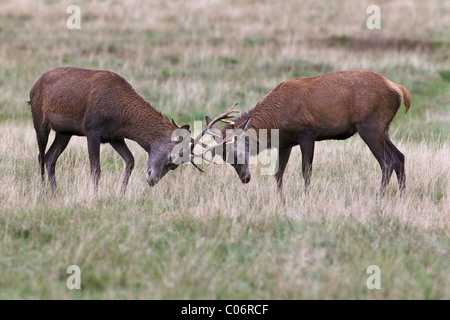 Red deer Dollars üben die Rut Stockfoto