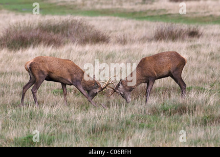 Red deer Dollars üben die Rut Stockfoto