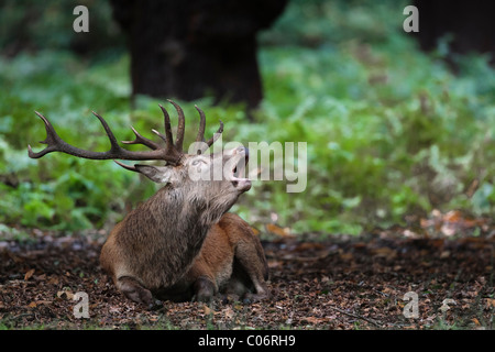 Red Deer stag ruhen, bevor eine Furche Stockfoto