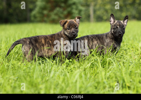 Hollandse Herder Welpen Stockfoto