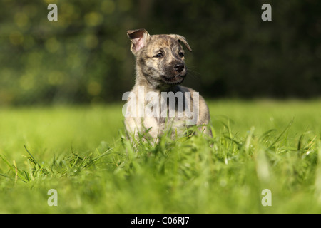 Hollandse Herder Welpen Stockfoto