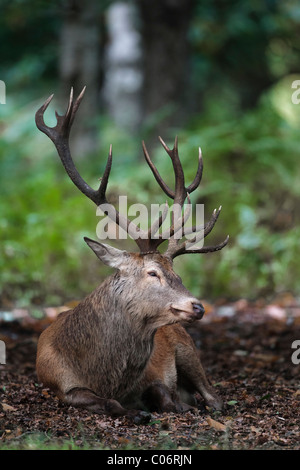 Red Deer stag ruhen, bevor eine Furche Stockfoto