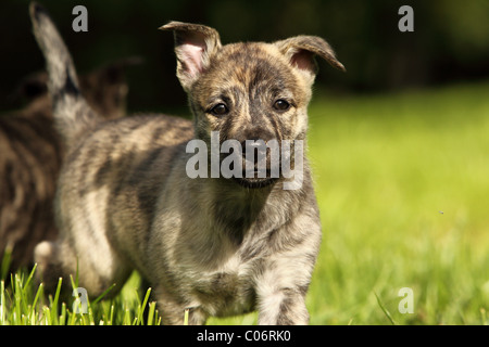 Hollandse Herder Welpen Stockfoto