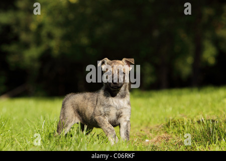 Hollandse Herder Welpen Stockfoto