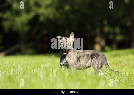 Hollandse Herder Welpen Stockfoto
