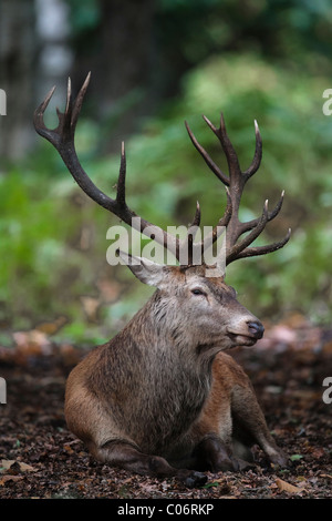 Red Deer stag ruhen, bevor eine Furche Stockfoto