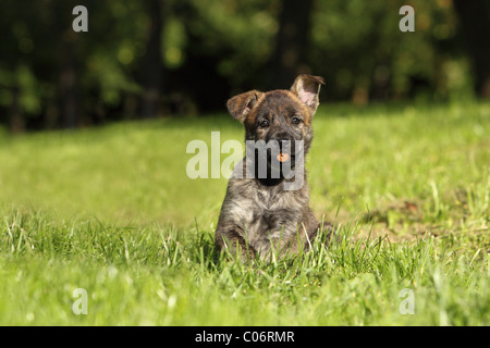 Hollandse Herder Welpen Stockfoto