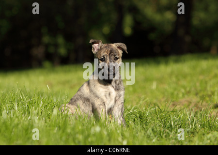 Hollandse Herder Welpen Stockfoto
