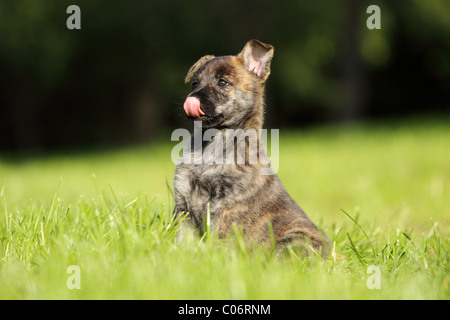 Hollandse Herder Welpen Stockfoto