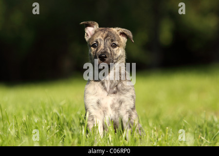 Hollandse Herder Welpen Stockfoto