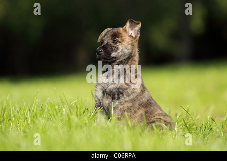Hollandse Herder Welpen Stockfoto