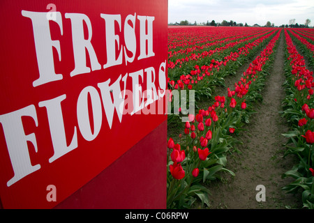Produzieren Sie Standbeschriftung und Schaugarten Sie der Frühjahrsblüher Tulpen im Skagit Valley, Washington, USA. Stockfoto