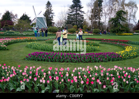 Schaugarten der Frühjahrsblüher Tulpen im Skagit Valley, Washington, USA. Stockfoto