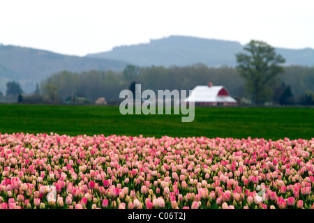 Schaugarten der Frühjahrsblüher Tulpen im Skagit Valley, Washington, USA. Stockfoto