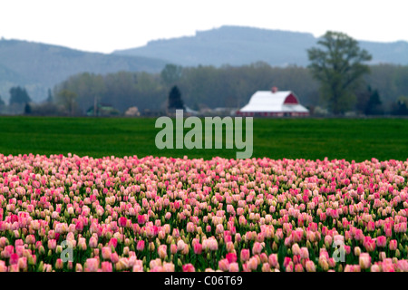 Schaugarten der Frühjahrsblüher Tulpen im Skagit Valley, Washington, USA. Stockfoto