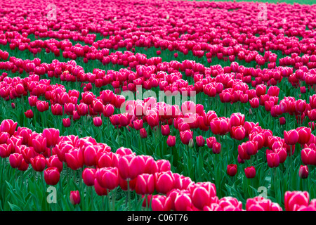 Schaugarten der Frühjahrsblüher Tulpen im Skagit Valley, Washington, USA. Stockfoto