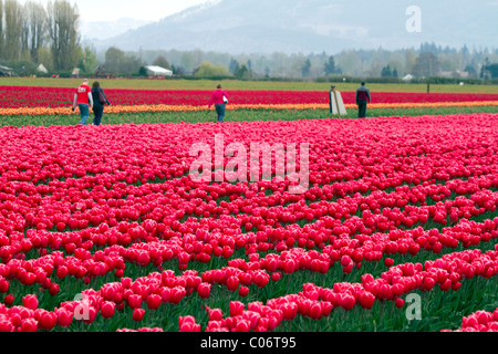 Schaugarten der Frühjahrsblüher Tulpen im Skagit Valley, Washington, USA. Stockfoto
