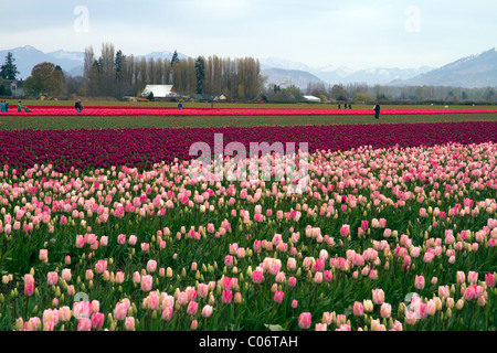 Schaugarten der Frühjahrsblüher Tulpen im Skagit Valley, Washington, USA. Stockfoto