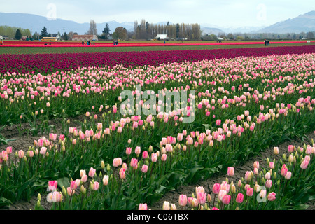 Schaugarten der Frühjahrsblüher Tulpen im Skagit Valley, Washington, USA. Stockfoto