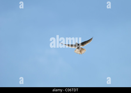 Künstlerischen Bild von einem weiblichen Turmfalken vor Sturzflug auf ihre Beute in der Luft schweben Stockfoto