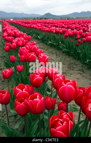 Schaugarten der Frühjahrsblüher Tulpen im Skagit Valley, Washington, USA. Stockfoto
