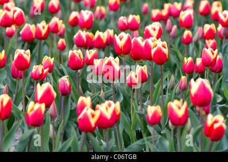 Schaugarten der Frühjahrsblüher Tulpen im Skagit Valley, Washington, USA. Stockfoto
