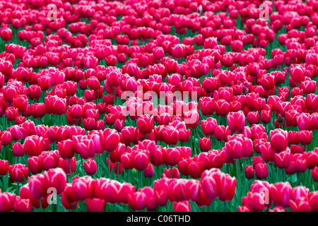 Schaugarten der Frühjahrsblüher Tulpen im Skagit Valley, Washington, USA. Stockfoto