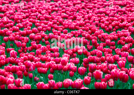 Schaugarten der Frühjahrsblüher Tulpen im Skagit Valley, Washington, USA. Stockfoto