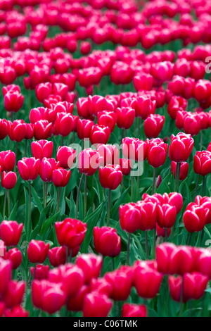 Schaugarten der Frühjahrsblüher Tulpen im Skagit Valley, Washington, USA. Stockfoto