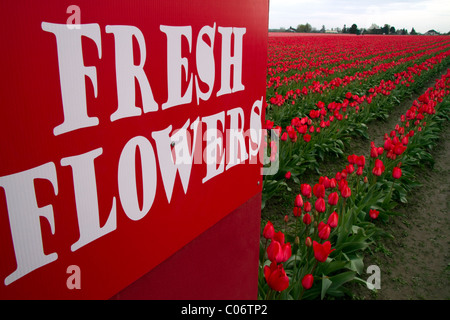 Produzieren Sie Standbeschriftung und Schaugarten Sie der Frühjahrsblüher Tulpen im Skagit Valley, Washington, USA. Stockfoto