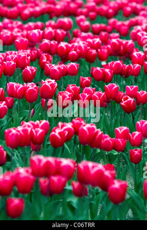 Schaugarten der Frühjahrsblüher Tulpen im Skagit Valley, Washington, USA. Stockfoto