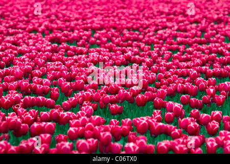 Schaugarten der Frühjahrsblüher Tulpen im Skagit Valley, Washington, USA. Stockfoto