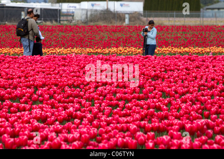 Schaugarten der Frühjahrsblüher Tulpen im Skagit Valley, Washington, USA. Stockfoto