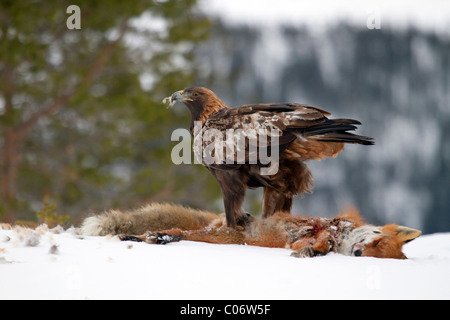 Steinadler; Aquila Chrysaetos; auf Toten Fuchs; im Schnee; Norwegen Stockfoto