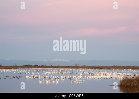 Große Herde von Schneegänsen bei Sonnenuntergang Stockfoto