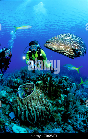 Taucher mit schwarzem Zackenbarsch auf Korallenriff Stockfoto